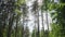 Pine trees in the forest against the sky