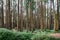 Pine trees in the forest in Alishan National Forest Recreation Area in Chiayi County, Alishan Township, Taiwan