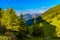 Pine trees and forest in Alp mountains, Martigny-Combe, Martigny, Wallis, Valais, Switzerland