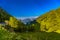 Pine trees and forest in Alp mountains, Martigny-Combe, Martigny, Wallis, Valais, Switzerland