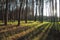 Pine trees forest backlighted by golden sunlight before sunset with sun rays pouring through trees, casting a shadow on forest