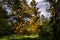 Pine trees in a forest clearing in the sun