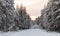 Pine trees, in the forest at sunrise covered in snow in Finland