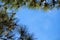 Pine trees framing the sky.