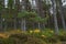 Pine trees in Glenmore Forest Scotland