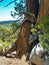 Pine Trees and Granite Bolders along Upper Yosemite Creek Trail