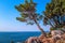 Pine trees grow on a rock right above the Adriatic Sea Montenegro, summer, nature