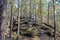 Pine trees growing on almost bare stones in the autumn forest