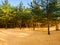 Pine trees growing out of the sand on the shore of the Gulf of Finland