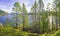 Pine trees growing on the shoreline of Cowichan Bay in Vancouver Island