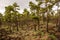 Pine trees growing at a volcanic landscape in the Teide National