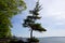 Pine trees grows funky on a beach on Cousins Island