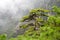 Pine trees on Haungshan