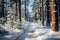 Pine trees heavy with snow - stock photography concepts