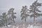 Pine trees in heavy winter snowstorm