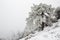 Pine trees on the hill covered in snow and fog in winter - great for wallpapers