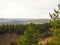 Pine trees on a hilly slope with an autumn forest in the background