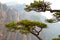 Pine trees and Huangshan mountains, China