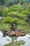 The pine trees on the islet on the Kyoko-chi pond in the garden of Kinkaku-ji temple. Kyoto