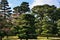 Pine trees at Japanese garden, Kyoto Japan