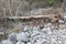 Pine trees in Karst dead dangerous broken
