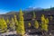 Pine trees on the lava field, Pico del Teide, Tenerife, Spain