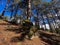 Pine Trees and Lichen-Covered Rocks in the Forest