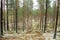 Pine trees on lichen covered sand dunes. Lichen is mostly Cladonia stellaris.