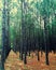 Pine trees in Lillian Alabama planted in straight lines -Alabama forest- geometric shapes