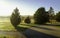 Pine Trees with Long Shadows in Foggy Autumn Meadow with Paved Walking Path