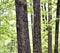 Pine Trees and misc deciduous varieties in small forested area