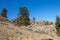 Pine trees on a mountain in Oliver, British Columbia