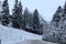 Pine trees on the mountain roadside