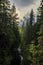 Pine trees on a mountainside in Lynn Canyon Park forest with the sun peeking through on a cloudy day in Vancouver Canada