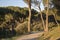 Pine Trees and Path in Dehesa de la Villa Park, Madrid