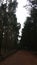 Pine trees path. Grey sky. Red earth