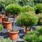 Pine trees in plastic pots on tree nursery farm.