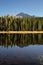 Pine Trees Reflect in Lake Vertical