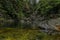 Pine trees reflecting in the crystal clear water of a lake on a cloudy day in Lynn Canyon Park forest, Vancouver, Canada