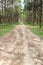 Pine trees and road