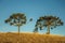 Pine trees on rural lowlands called Pampas