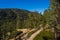 Pine Trees in San Gabriel Mountains