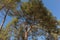 Pine trees seen from below.