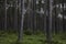 Pine trees.Sieradowicki Park Krajobrazowy. Woods with grassy forest floor.