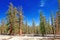 Pine Trees in the Sierra Nevada Mountains