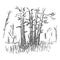 Pine trees sketch. Quick painting of nature, forest landscape. Hand-drawn outline. Isolated. Vector illustration