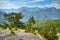 Pine trees on the slope, mountains in the background