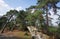 Pine trees and snadstone rocks in Fontainebleau forest