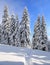 Pine trees in the snowdrifts. Amazing landscape on the cold winter morning. On the lawn covered with snow there is a trodden path