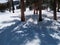 Pine trees in snowed mountain